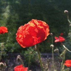 zahrada 3